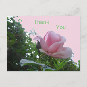 Nahaufnahme einer rosa Rose Dankeschön-Postkarte Postkarte