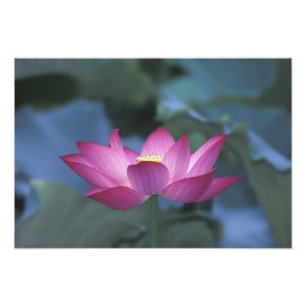 Nahaufnahme einer roten Lotusblüte und grüner Blät Fotodruck
