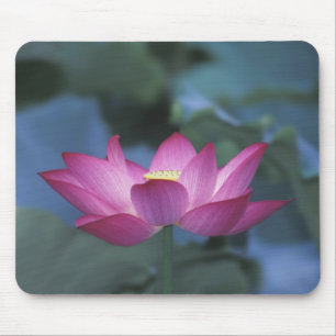 Nahaufnahme einer roten Lotusblüte und grüner Blät Mousepad