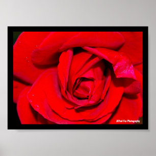 Nahaufnahme einer roten Rose Poster