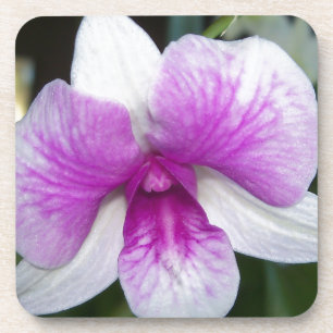 Nahaufnahme einer schönen violetten und weißen Orc Untersetzer