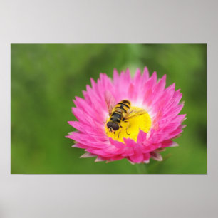 Nahaufnahme einer Schwebfliege auf einer kleinen r Poster