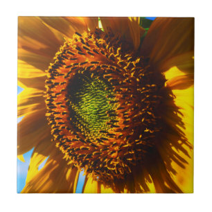 Nahaufnahme einer Sonnenblume Fliese