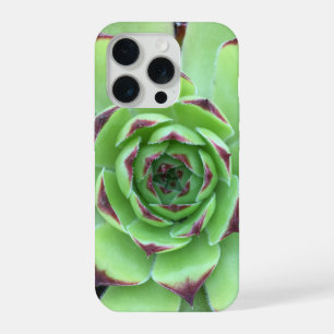 Nahaufnahme einer Sukkulente mit lila Spitzen iPhone 15 Pro Hülle