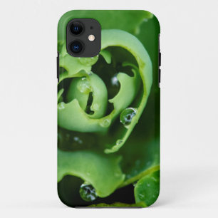Nahaufnahme einer Sukkulente mit Wassertropfen title_seo2