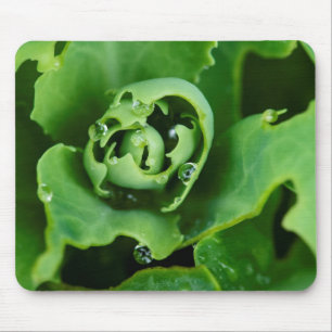Nahaufnahme einer Sukkulente mit Wassertropfen Mousepad