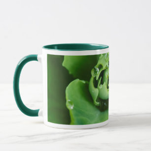 Nahaufnahme einer Sukkulente mit Wassertropfen Tasse
