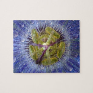 Nahaufnahme einer taufeuchten Passionsblume. Bildn