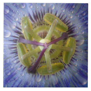 Nahaufnahme einer taufeuchten Passionsblume. Bildn Fliese