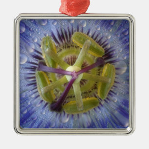 Nahaufnahme einer taufeuchten Passionsblume. Bildn Ornament Aus Metall