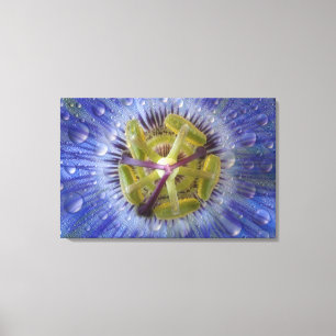Nahaufnahme einer taufeuchten Passionsblume. Credi Leinwanddruck