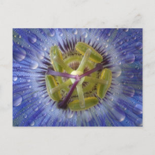 Nahaufnahme einer taufeuchten Passionsblume. Credi Postkarte