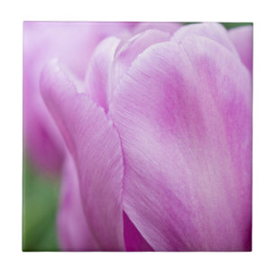 Nahaufnahme einer Tulpe Fliese
