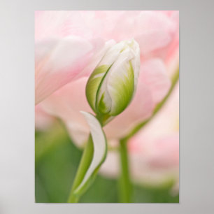 Nahaufnahme einer Tulpe und einer Knospe Poster