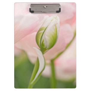 Nahaufnahme einer Tulpe und Knospe Klemmbrett