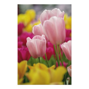 Nahaufnahme einer Tulpenblüte, Kuekenhof-Gärten, Fotodruck