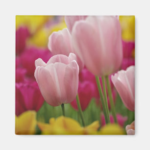 Nahaufnahme einer Tulpenblüte, Kuekenhof-Gärten, Magnet