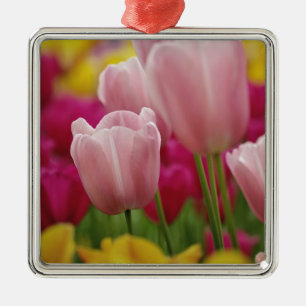 Nahaufnahme einer Tulpenblüte, Kuekenhof-Gärten, Silbernes Ornament