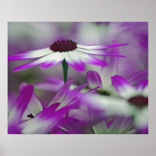 Nahaufnahme einer violetten Blume, Keukenhof-Garte Poster