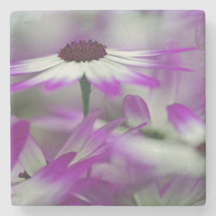 Nahaufnahme einer violetten Blume, Keukenhof-Garte Steinuntersetzer