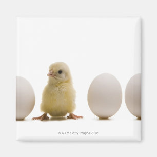 Nahaufnahme eines Babykükens mit drei Eiern Magnet