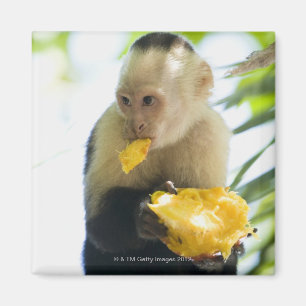 Nahaufnahme eines Capuchinaffen, der eine Frucht Magnet