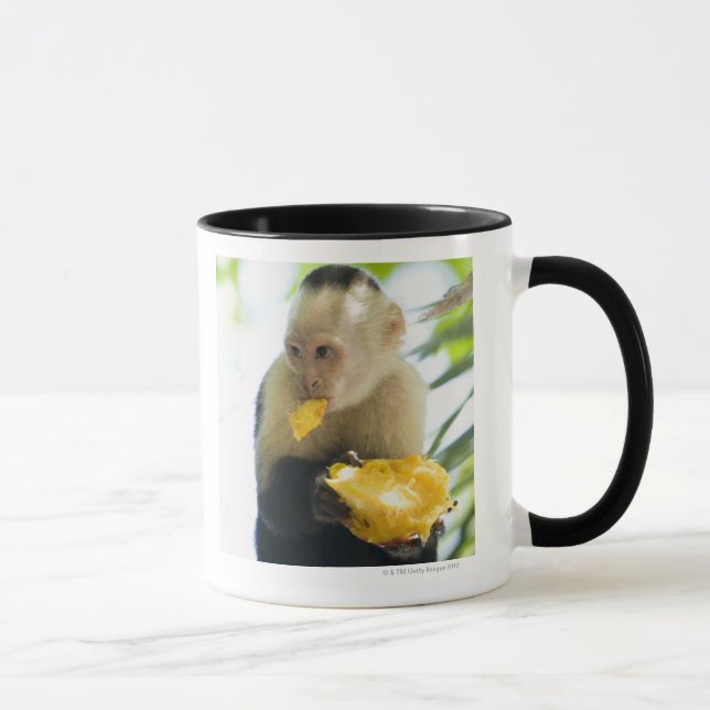 Nahaufnahme eines Capuchinaffen, der eine Frucht Tasse (Rechts)