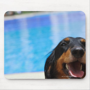 Nahaufnahme eines Dackelhundekeuchens Mousepad