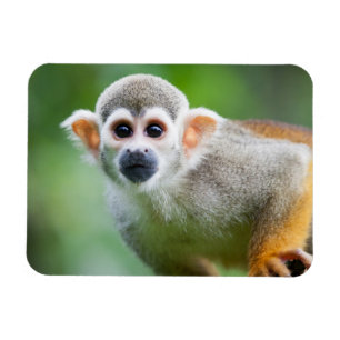 Nahaufnahme eines gemeinen Eichhörnchen-Affen Magnet