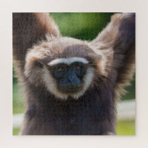 Nahaufnahme eines hängenden Gibbon