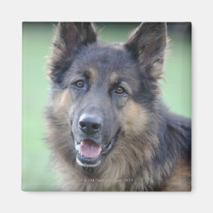 Nahaufnahme eines Hundegesichtes Magnet
