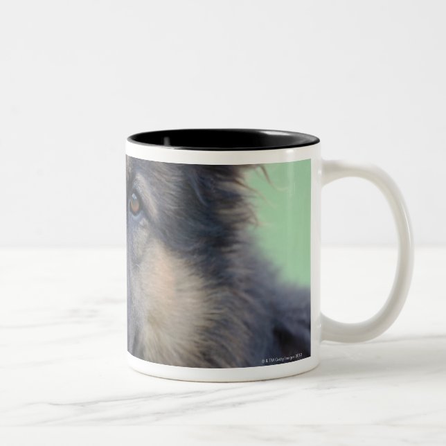 Nahaufnahme eines Hundegesichtes Zweifarbige Tasse (Rechts)
