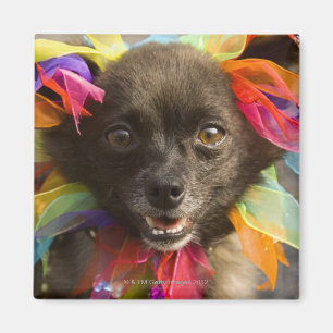 Nahaufnahme eines Hundes 2 Magnet
