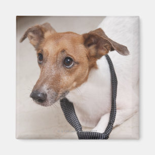Nahaufnahme eines Hundes, der auf eine Krawatte Magnet