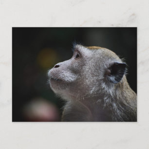Nahaufnahme eines Javaneraffen Postkarte