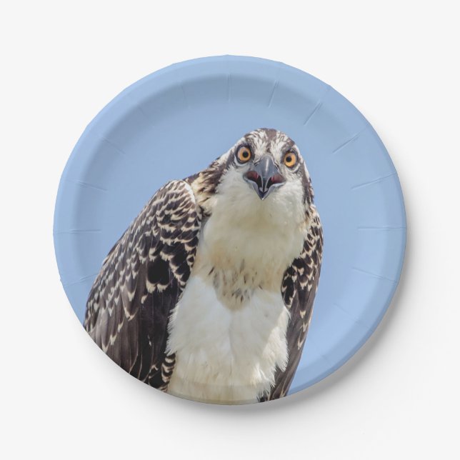 Nahaufnahme eines jugendlichen Osprey Pappteller (Vorderseite)