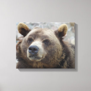 Nahaufnahme eines Kodiakbären Leinwanddruck