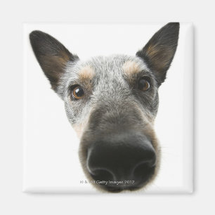 Nahaufnahme eines Kopfes des Hundes Magnet