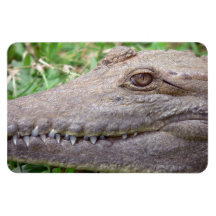Nahaufnahme eines Krokodilauges und scharfer Zähne