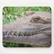 Nahaufnahme eines Krokodilauges und scharfer Zähne