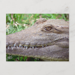 Nahaufnahme eines Krokodilauges und scharfer Zähne Postkarte