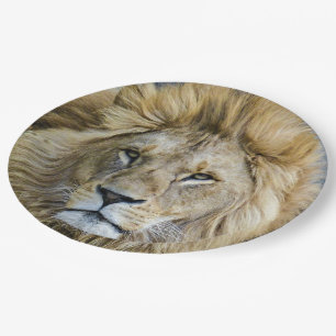 Nahaufnahme eines Löwenkopfes Pappteller