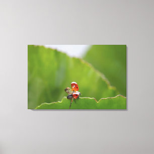 Nahaufnahme eines Marienkäfers auf einem Blatt Leinwanddruck