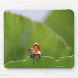Nahaufnahme eines Marienkäfers auf einem Blatt Mousepad