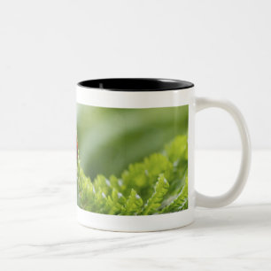 Nahaufnahme eines Marienkäfers auf einer Zweifarbige Tasse