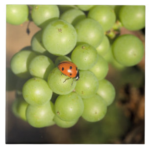 Nahaufnahme eines Marienkäfers auf grünen Pinot No Fliese