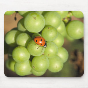 Nahaufnahme eines Marienkäfers auf grünen Pinot No Mousepad
