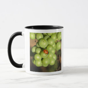 Nahaufnahme eines Marienkäfers auf grünen Pinot No Tasse