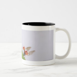 Nahaufnahme eines Marienkäfers, der über ein Bla Zweifarbige Tasse