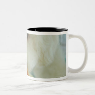 Nahaufnahme eines Miniaturpudels, der Nahrung isst Zweifarbige Tasse